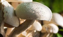 17ccgcg吃瓜爆料蘑菇,蘑菇背后的惊人真相