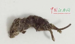 老鼠吃瓜最新事件爆料,揭秘瓜农与鼠患的矛盾冲突